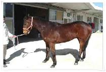 �÷�������ƽ�� (PLAYING POLITICS) ����