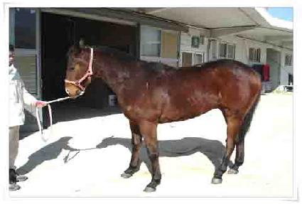 �÷�������ƽ�� ����