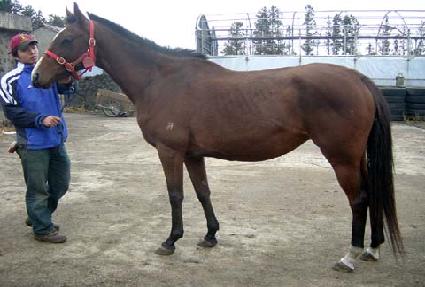 �����ͷ��� ����