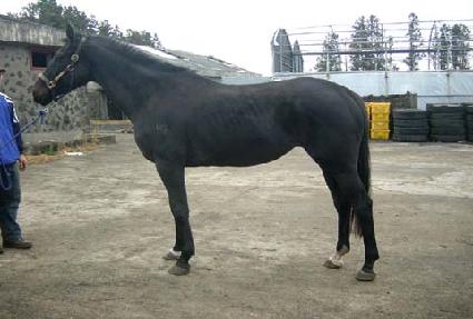 �ƹٺ��� ����