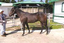 ��ĸƾ (NEW CAPTAIN) ����