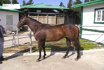 �����帲 (GULF DREAM) ����