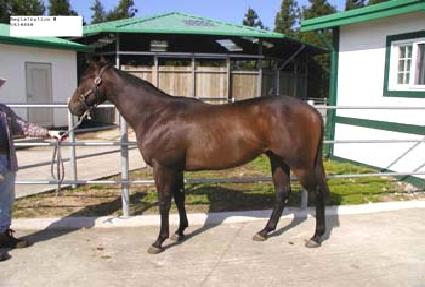 �����帲 ����