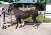 ���⵿�� (GALGI DONGJA) ����