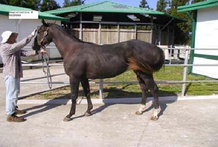 ���⵿�� ����