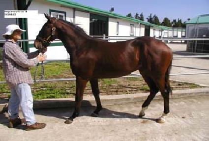 ��ȣƼ���� ����