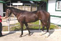 �帲��Ʈ (DREAM HEART) ����