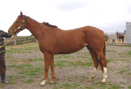 ���������� ����