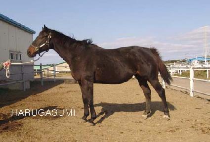 �Ϸ簡���� ����