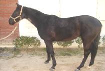 ��ȣ���� (BAEKHO GWANGMYEONG) ����