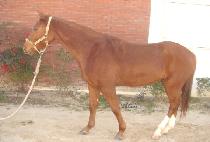 �ʿ�Ư�� (CHOWOL TEUKGEUP) ����