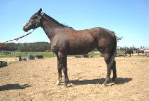 ����Ű�帲 (KENTUCKY DREAM) ����