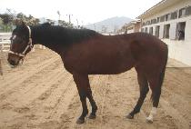 ��ť�� (B L CURE) ����