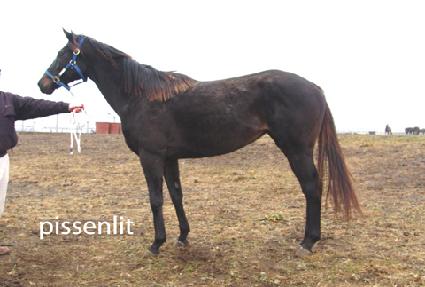 �ǽָ� ����