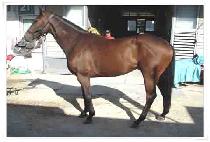 �������� (DOUBLE BUCKSHOT) ����