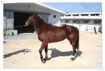 �׶�ŷ (TERA KING) ����