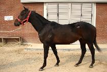 ������ (AMHAENG EOSA) ����