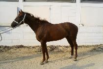 �����屺 (MYEONGGA JANGGUN) ����