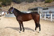 �ܵ� (DANDI) ����