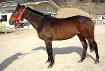 ������ (LEGATO) ����