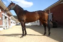 ����ī���� (BROWN KAISER) ����