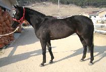 ���ڼ� (SIPJASEONG) ����