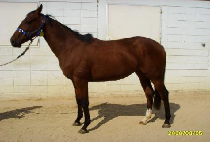 �λ��ǹٶ� ����