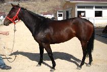 ���׾����� (WINNING ICON) ����