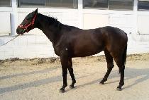 �߿�ȣ�� (JUNGWON HORYEONG) ����