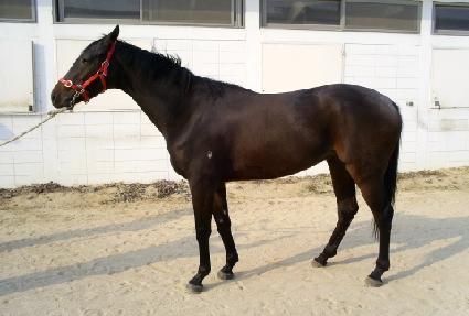 �߿�ȣ�� ����