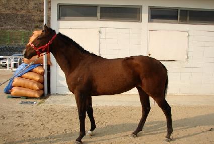 ���̷��� ����