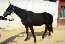 �������̽� (BLACK ACE) ����