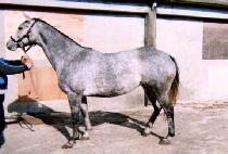 DISTORTED TRAIL picture