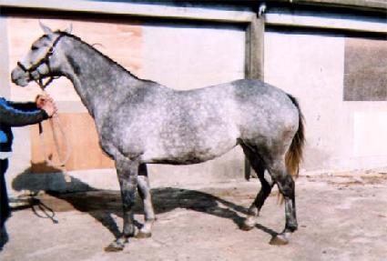 ����Ƽ��Ʈ���� ����