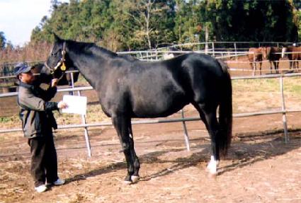 ���������� ����