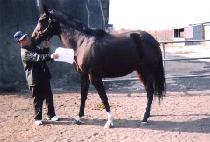 �������ͽ������� (JOAN E��S EXPRESS) ����