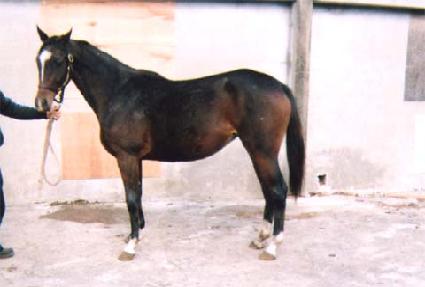 ���̵��ó ����