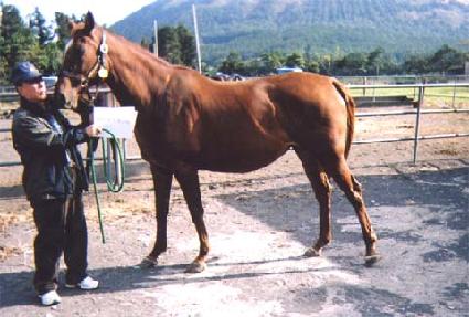 ������Ʋ����Ĺ ����