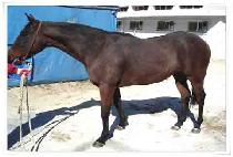 ��ȸ���� (GIHOEPOCHAK) ����