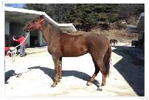 ���ư���̼� (UNBEATEN RACER) ����