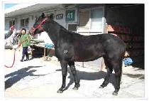 ���ο��ħ (SAEROUNACHIM) ����