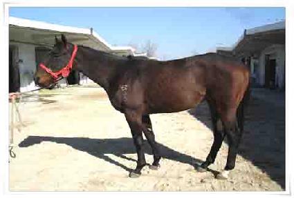 ���������� ����