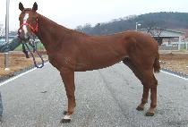 Ȳ�ݺ�ũ (HWANGGEUM BEAK) ����