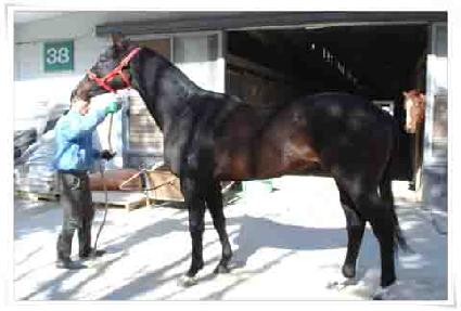 Ƽ�Ĵ��ǲ� ����