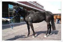 ��¹��� (DAESEUNGMUBI) ����