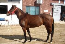 ���帮���� (AUDLEYEND) ����