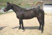 �ƽ��� (MAX DEO) ����