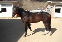 ����ġ (GANG PUNCH) ����