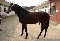 �������Ǿ�ħ (GUKMANGBONGUIACHIM) ����