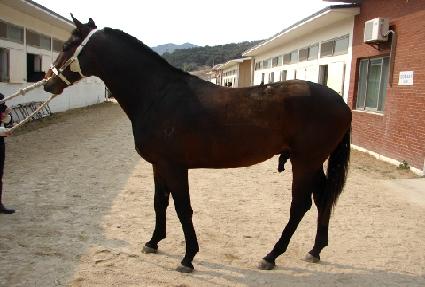 �������Ǿ�ħ ����